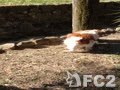 動画:モモ子さん